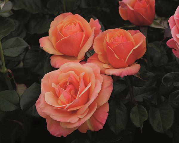 Màu hoa hồng cam đẹp đang rất phổ biến nhất hiện nay