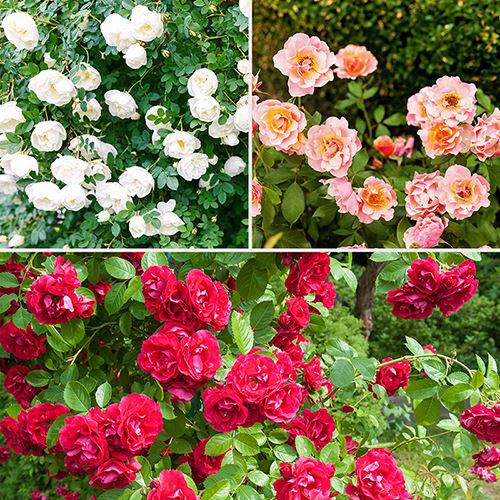 Hoa hồng Groundcover đẹp nhiều màu sắc lựa chọn trang trí sân vườn, bồn hoa hồng lung linh sắc màu.