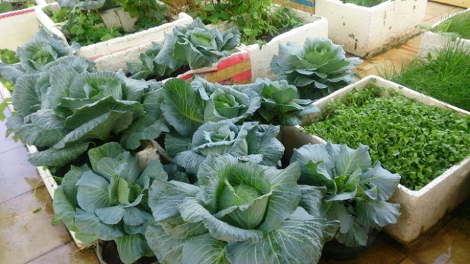 Rau cải là loại rau phổ biến được trồng vào vụ thu đông.  
