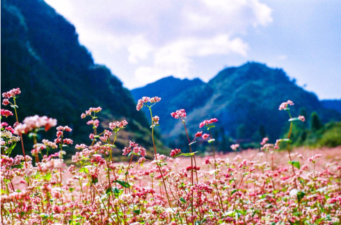 Du lịch Hà Giang vào thời điểm này bạn sẽ được chiêm ngưỡng những đồi hoa tam giác mạch phủ một màu tím phớt tuyệt đẹp