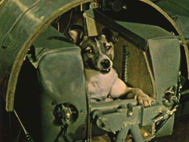 Laika là động vật đầu tiên bay vào quỹ đạo Trái đất
