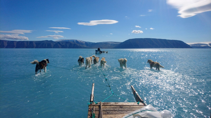 Những con chó kéo xe trên băng tan chảy Greenland vào tháng 6-2019. Mùa tan băng của Greenland thường bắt đầu vào khoảng cuối tháng 5. Greenland thường được các nhà khoa học coi là minh chứng rõ rệt của biến đổi khí hậu. Băng tan từ Greenland có thể khiến mực nước biển dâng cao trở thành thảm họa đối với các thành phố ven biển trên khắp thế giới - Ảnh: AP