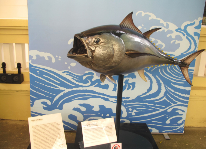 Mẫu hình cá ngừ - một loại hải sản chủ yếu dùng để chế biến sushi
