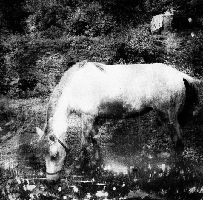 Với tác phẩm nhiếp ảnh chụp ngựa này, tác giả Nguyễn Phương hóm hỉnh cho biết: “Đó là ảnh đại diện của tôi”.