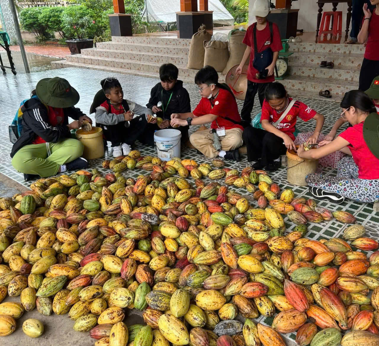 Trái ca cao tại địa phương đã được giải quyết đầu ra khi hạt ca cao được chế biến ra socola từ công ty TNHH Ca cao Xuân Ron Chợ Gạo