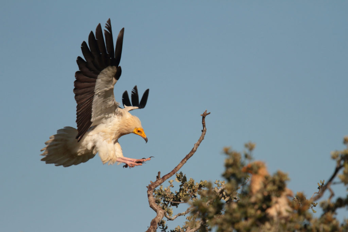 “Chim thần” kền kền Ai Cập thích đậu trên những cành cây to đã chết khô hoặc vách đá để quan sát. (Ảnh: Pixabay)