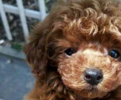 Chú chó con có gương mặt xinh xắn của chó Golden mẹ, ngoại hình nhỏ nhắn của chó Poodle bố và một bộ lông đặc biệt. Ảnh: Sohu