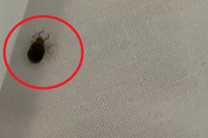 Hình ảnh một con rệp đang bò trong phòng khách sạn Travelodge.