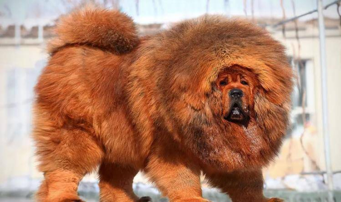 Những chú chó ngao Tây Tạng có ngoại hình lớn, bộ lông dày như sư tử và rất trung thành, thông minh. Ảnh minh họa