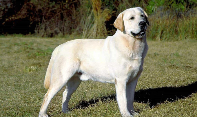 Những chú chó Labrador Retriever có nguồn gốc từ Canada. Ảnh minh họa
