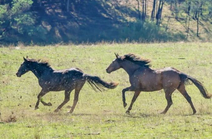 Tiêu diệt đàn ngựa hoang bằng cách bắn súng từ trên cao được coi là biện pháp khả thi ở bang New South Wales. Ảnh: iStock