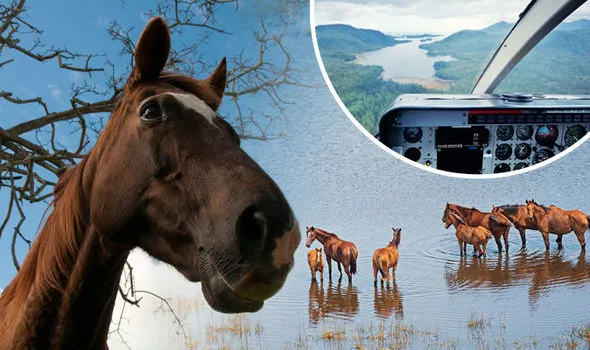 Ngựa hoang được coi là loài vật xâm hại ở Úc. Ảnh: Getty Images