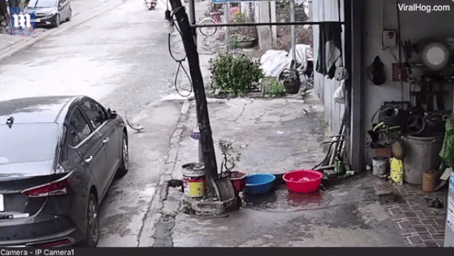 Clip chú cá thoát khỏi chậu nước ở Việt Nam được báo Anh ca ngợi là 'màn vượt ngục ấn tượng nhất thế giới'
