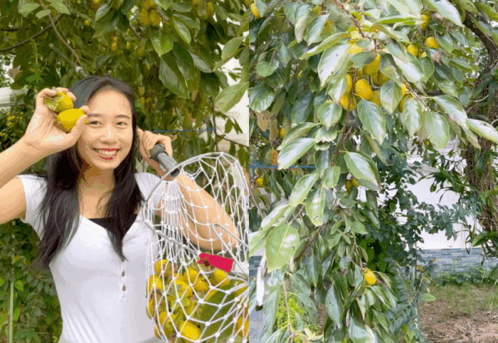 Hái hồng giòn trong vườn nhà mẹ chồng ở Ba Vì, hội mê hồng treo gió thấy mà xuýt xoa