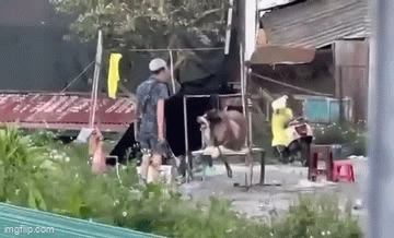 Phẫn nộ clip chú chó Alaska chuyên cho thuê chụp ảnh ở Đà Lạt bị đánh đập dã man: Tiếng kêu đau đớn và sợ hãi gây xót xa