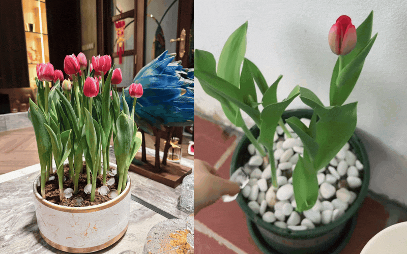 Tết này rinh cả chậu Tulip về chơi, cứ học hotmom Hằng Túi tuyệt chiêu 'ướp lạnh' đảm bảo hoa rực rỡ, cánh ôm chúm chím căng tràn xuyên Tết!