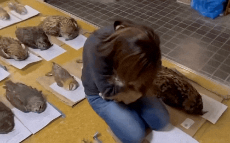 42 con cú gục chết hàng loạt sau vài giờ chỉ bởi lý do không tưởng 