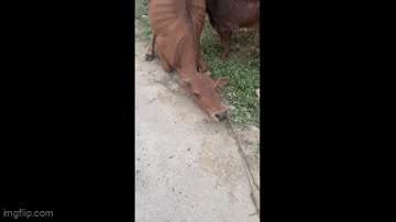 Bò mẹ quỳ xuống khi bị dắt đi: Đã có nhóm cứu hộ động vật mua và vận chuyển với giá 25 triệu đồng