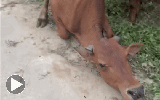 Đoạn clip chạm đến trái tim của nhiều người và cái kết bất ngờ