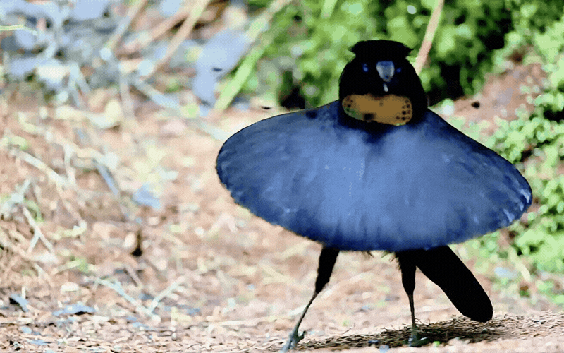 Hội anh em vào mà học hỏi: Chú chim 'mặc váy' dọn sạch sân khấu cầu hôn, múa ballet điệu nghệ chỉ để cưa đổ crush