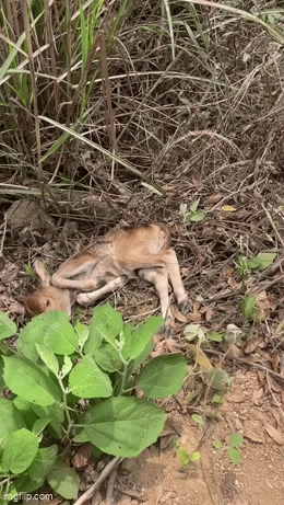 Con bò hoảng loạn rống liên tục, người đàn ông nhìn xuống hố sâu thấy cảnh 'ứa nước mắt'