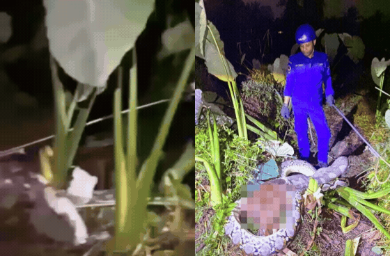 Trăn 'khủng' nặng 45kg xơi tái vật nuôi trong đồn điền, cảnh tượng khiến lão nông rụng rời