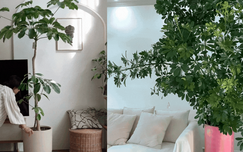 Được mệnh danh là 'máy lọc khói thuốc' và hút tài lộc, đây là loại cây phong thủy siêu dễ sống mà nhà nào cũng nên có