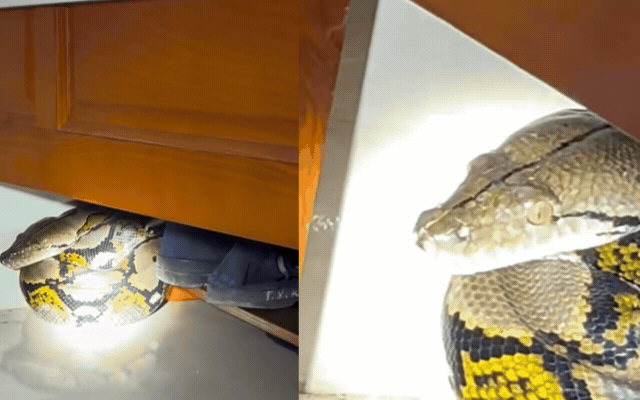 Nghe tiếng động lạ lúc 1h sáng, người đàn ông giật bắn mình phát hiện thứ đang cuộn tròn dưới gầm giường: Diễn biến khiến nhiều người nổi da gà