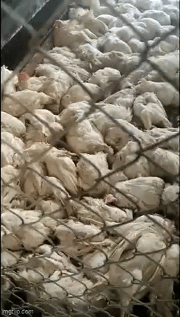 6.000 con gà chết nghi do mất điện, chủ đăng bài lên mạng xã hội nhờ 'giải cứu', lý do phát hiện muộn