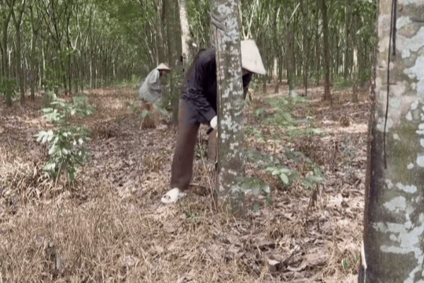 Tổng tài số khổ nhất Việt Nam là đây: Hết thời phải đi lột vỏ tôm, cạo mủ cao su để mưu sinh
