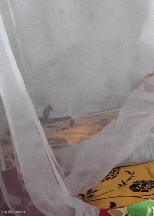 Đang ngủ, người phụ nữ sờ trúng con rắn màu đen, dài hơn 1m trên giường 