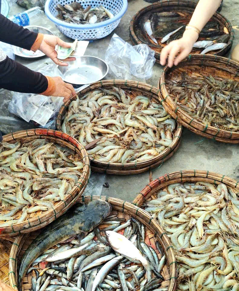 Các loại hải sản tươi, giá rẻ tại chợ sáng Giai Sơn