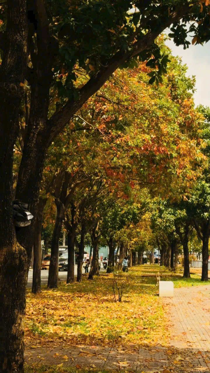 Giữa không gian cây xanh và những chiếc lá rơi, nhịp sống ven bờ kè vẫn diễn ra bình dị. Người đi đường, người tập thể dục hay những chuyến xe qua lại tạo nên một mùa thu rất đời thường của Sài Gòn.