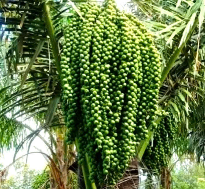 Cây đác. Ảnh: Minh họa
