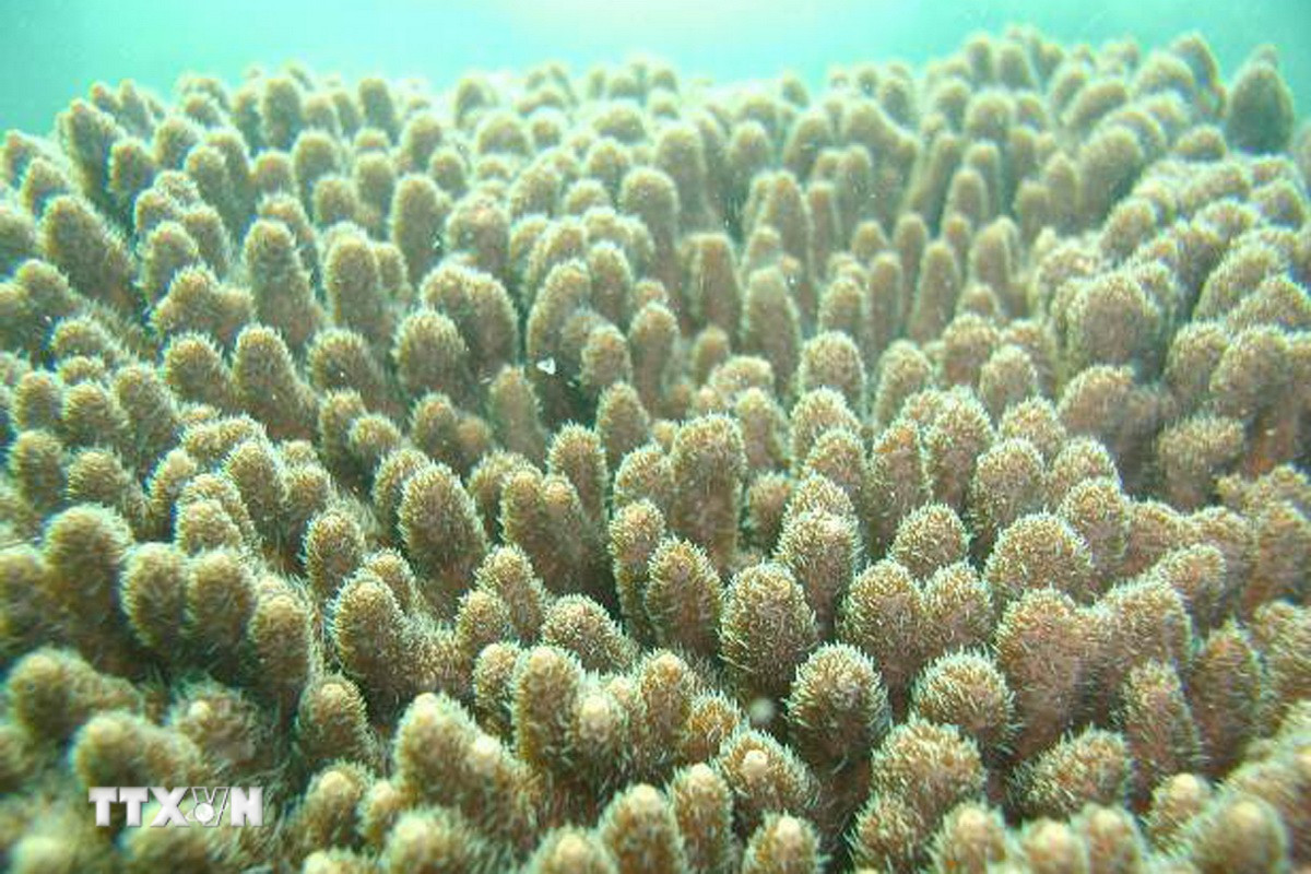 San hô Acropora dưới Vịnh Bái Tử Long. (Ảnh TTXVN phát)