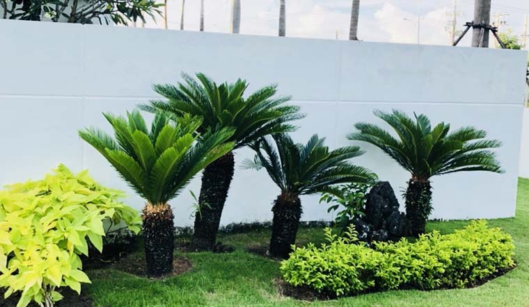 y-nghia-va-cach-bay-tri-cay-van-tue-tot-cho-phong-thuy-202107151315035413