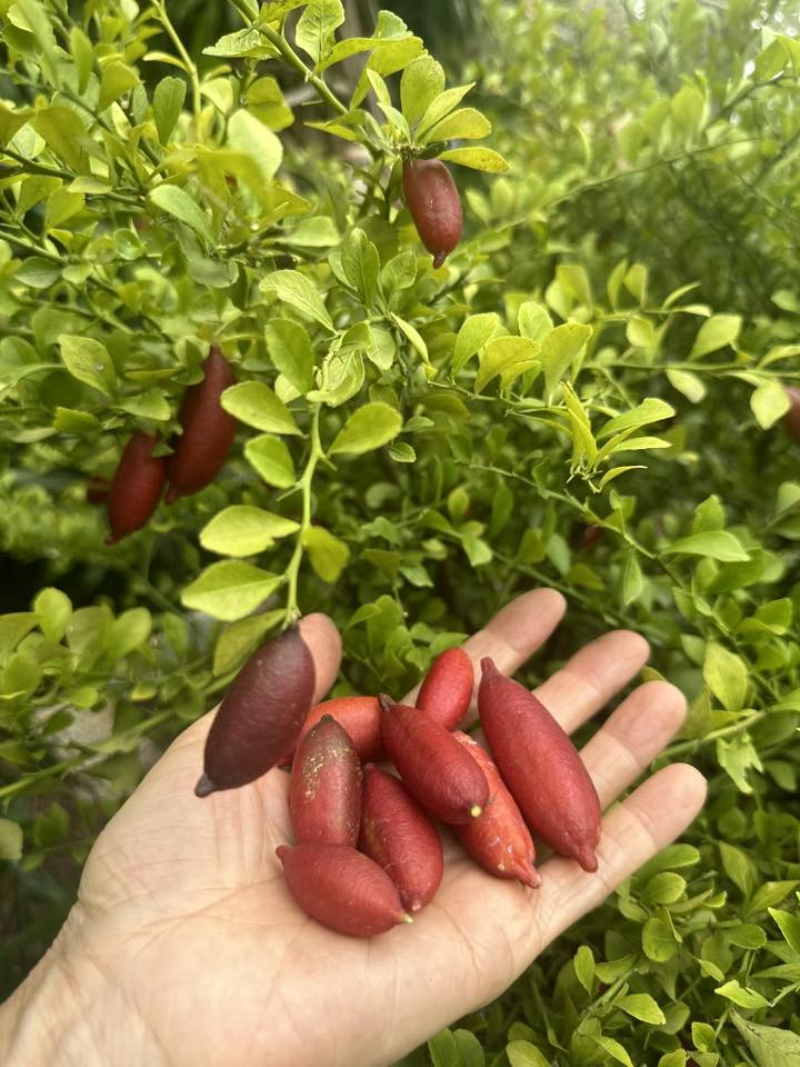   Bạn bè, người hâm mộ đều tấm tắc khen Mỹ Lệ khéo tay khi làm nông.   