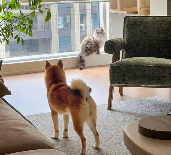 Cuộc sống độc thân của người phụ nữ 60 tuổi trong căn hộ 120m²: vừa ấm cúng, thanh lịch, bền đẹp theo năm tháng