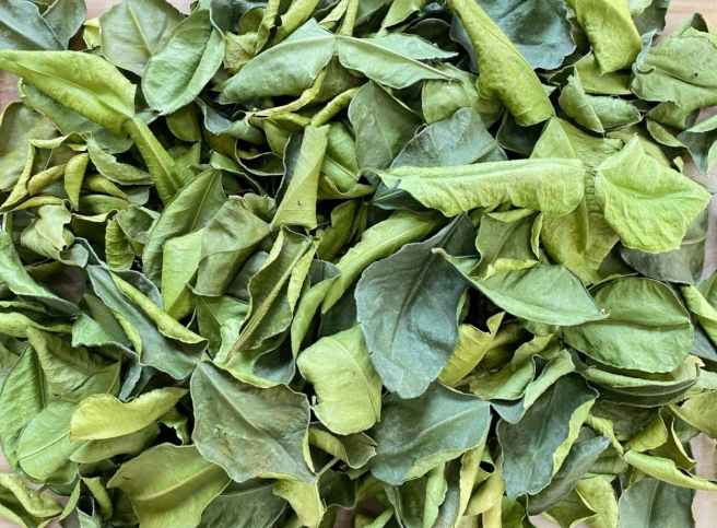 Lá của cây này đem phơi khô quý như 