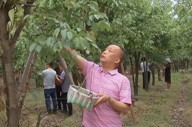 Phát hiện người đàn ông kiếm hơn 382 tỷ đồng/năm nhờ lá cây