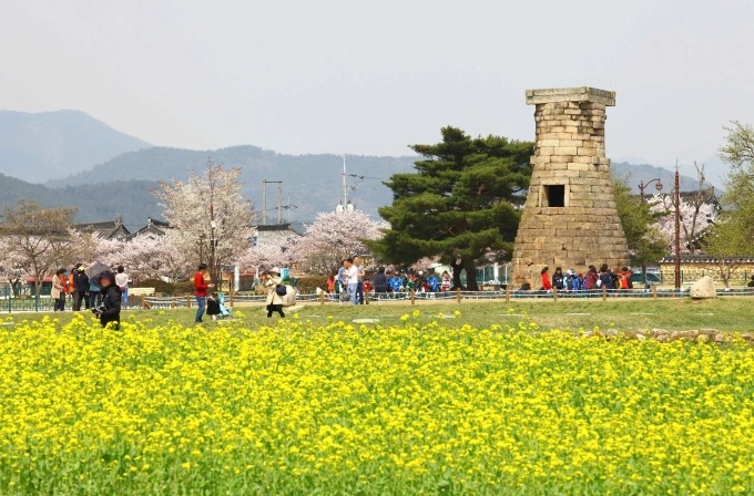 Lễ hội hoa anh đào ở Gyeongju, Hàn Quốc