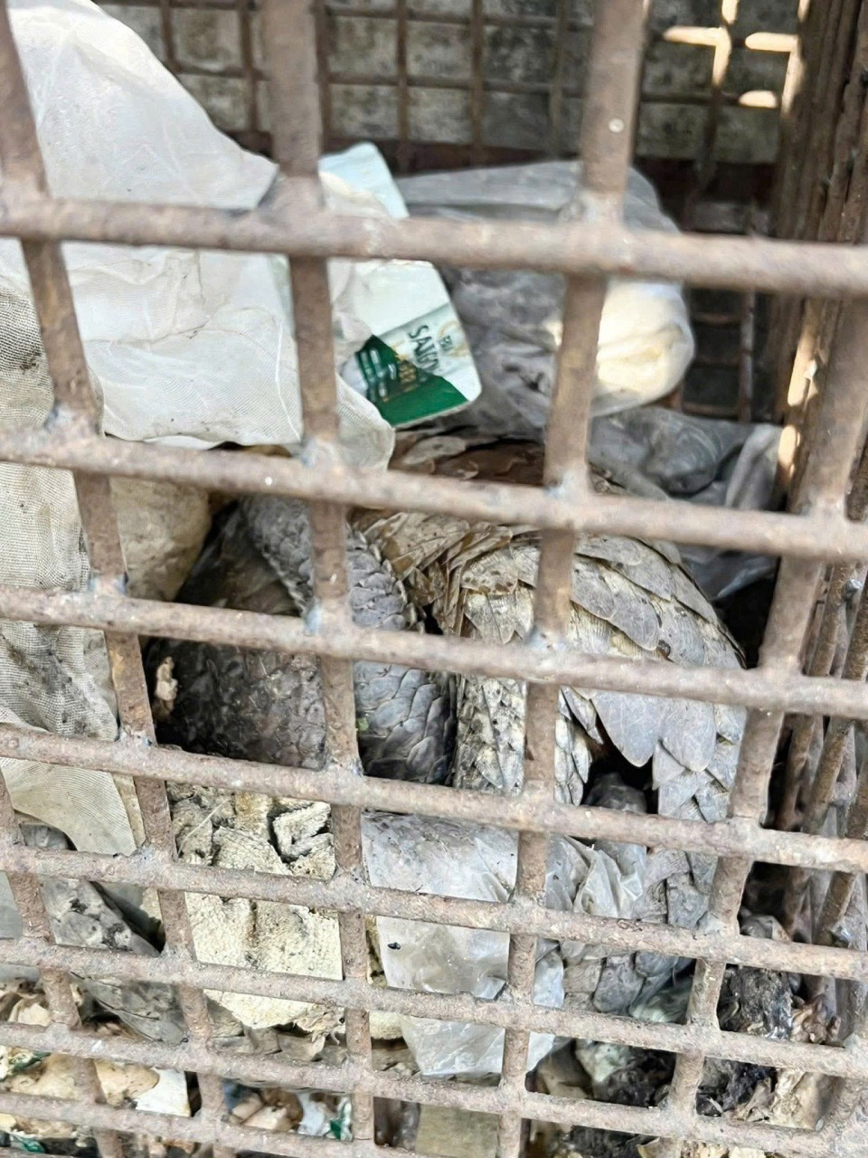 Phát hiện 2 cá thể động vật quý hiếm, có nguy cơ tuyệt chủng nằm trên lề đường ở Quảng Trị