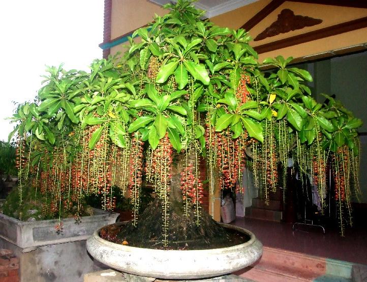 Lời khuyên đến những gia đình đang trồng cây lộc vừng