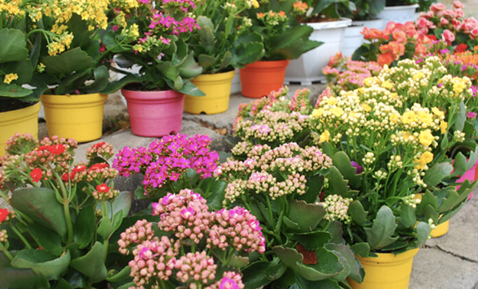 Lời khuyên cho người thích trồng cây sống đời