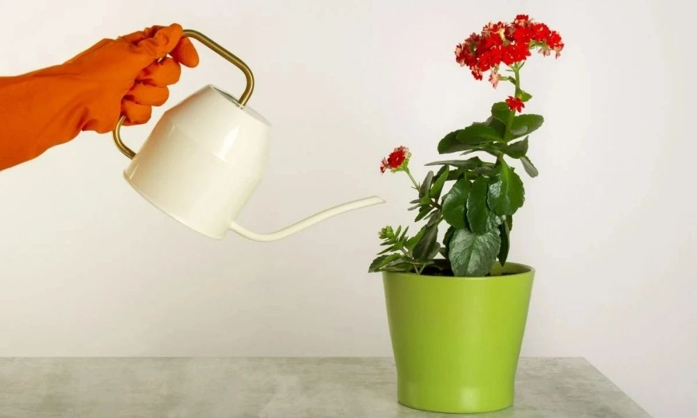 Lời khuyên cho người thích trồng cây sống đời