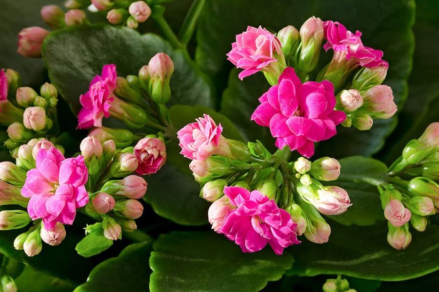 Lời khuyên cho người thích trồng cây sống đời