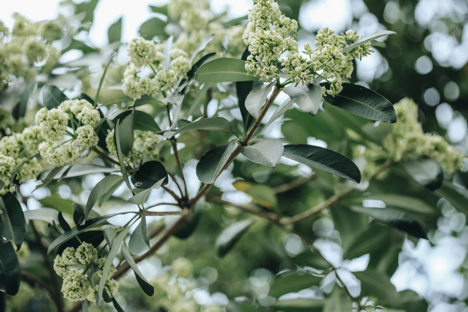 Lời khuyên đến những gia đình đang trồng cây hoa sữa