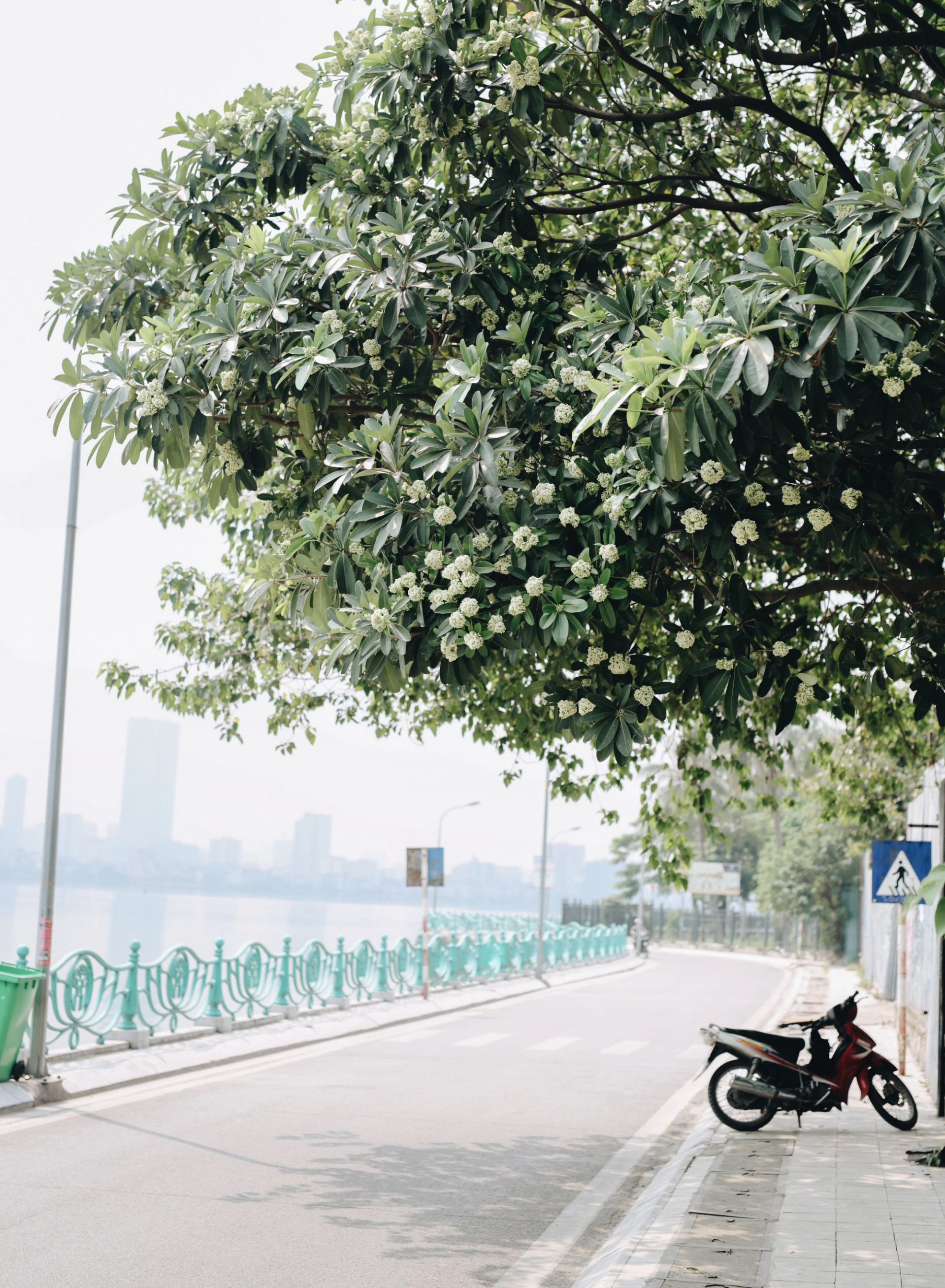 Lời khuyên đến những gia đình đang trồng cây hoa sữa