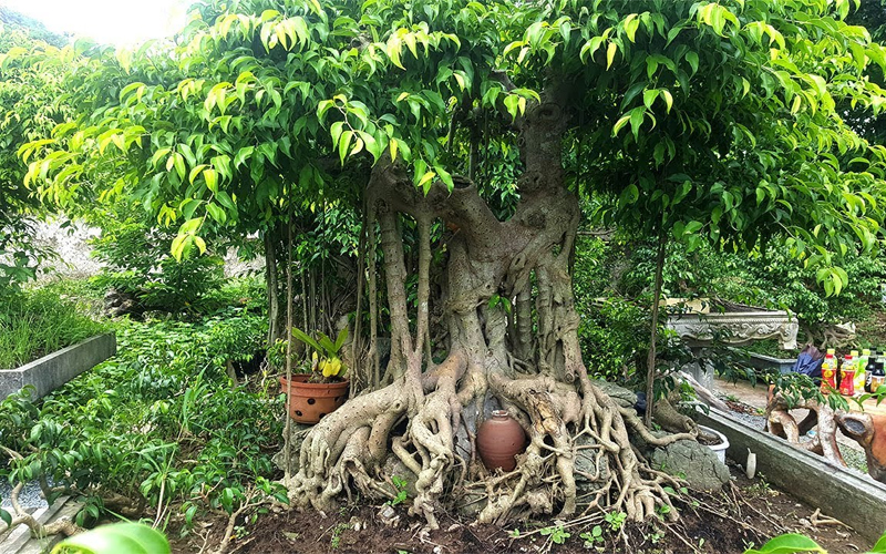 Lời khuyên đến những gia đình đang trồng cây sanh