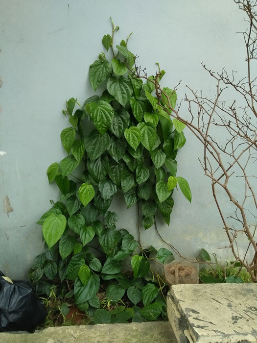 Lời khuyên đến những gia đình đang trồng cây trầu không